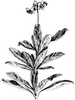 Pipsissewa.tif