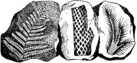 Plant Fossils.tif