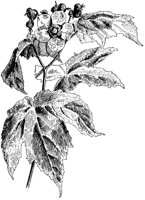 Purple-Flowering Raspberry.tif