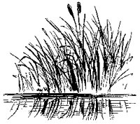 Reeds.tif