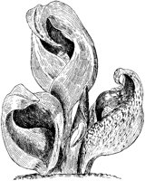 Skunk Cabbage.tif