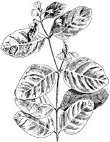 Spreading Dogbane.tif