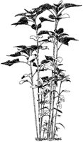 Sunflower Plant.tif