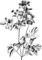 Tall Meadow Rue.tif