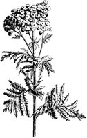 Tansy.tif