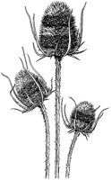 Teasel Heads.tif