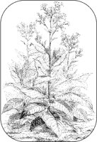 Tobacco Plant.tif