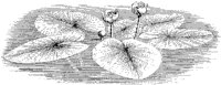 Water Lily 1.tif