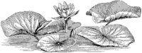 Water Lily 2.tif
