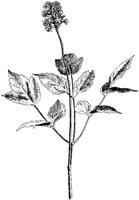 White Baneberry.tif