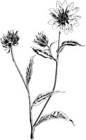 Wild Sunflower.tif