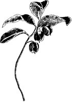 Wintergreen 2.tif