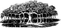 Banyan Tree.tif