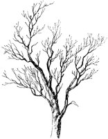 Bare Tree.tif