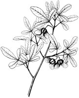 Baretta Tree 1.tif