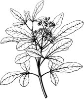 Baretta Tree 2.tif