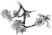Blossoming Tree Branch.tif