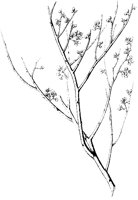 Canotia Holacantha.tif