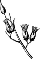 Canotia Holacantha Buds.tif