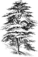 Cedar of Lebanon.tif