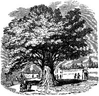 Ceiba Tree.tif