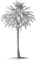 Date Palm.tif