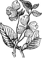 Dogwood Blossom & Leaves.tif