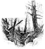 Dying Trees.tif
