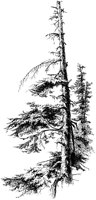 Evergreens.tif