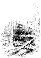 Fallen Trees.tif
