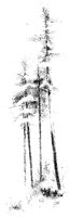 Fir Trees.tif