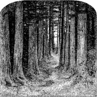 Forest Path through Trees.tif