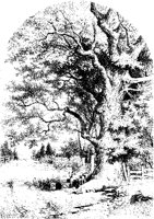 Great Oak Tree.tif