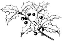 Ilex Opaca 1.tif