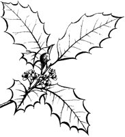 Ilex Opaca 2.tif