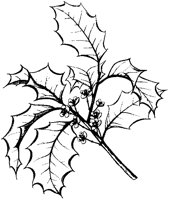 Ilex Opaca 3.tif
