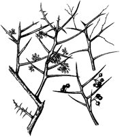 Koeberlinia Spinosa Branches.tif