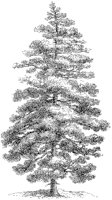 Laricio Pine.tif