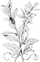 Laurel and Olive Branches.tif