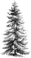 Northern Pine.tif