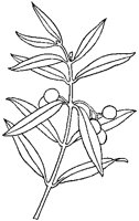 Olive Branch.tif