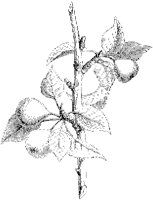 Pears on Tree.tif