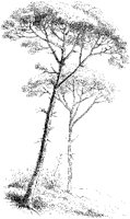 Piñon Pines.tif