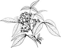 Ptelea Trifoliata.tif