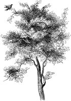 Roman Tree with Birds.tif