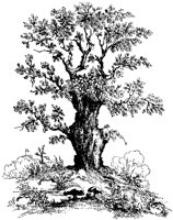 Royal Alliance Oak.tif