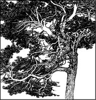 Scotch Fir Tree.tif