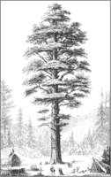 Sequoia in Forest.tif