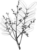 Simaruba Glauca 1.tif