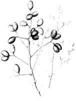 Simaruba Glauca 2.tif